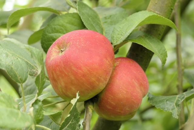 Obsthof Cordes - Fruchtfoto Purpurroter Cousinot